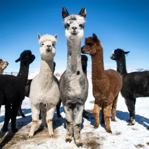 Alpaca & Llama Farm Tour Experience