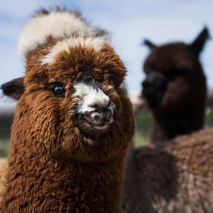 Alpaca & Llama Farm Tour Experience