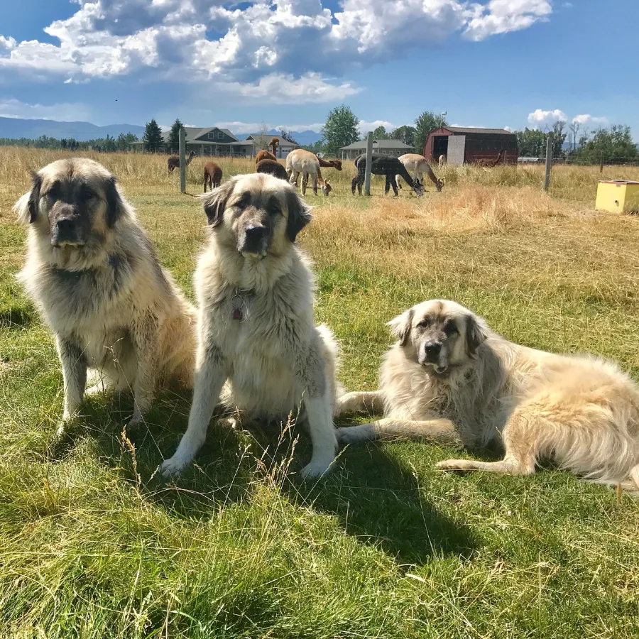 Alpaca & Llama Farm Tour Experience