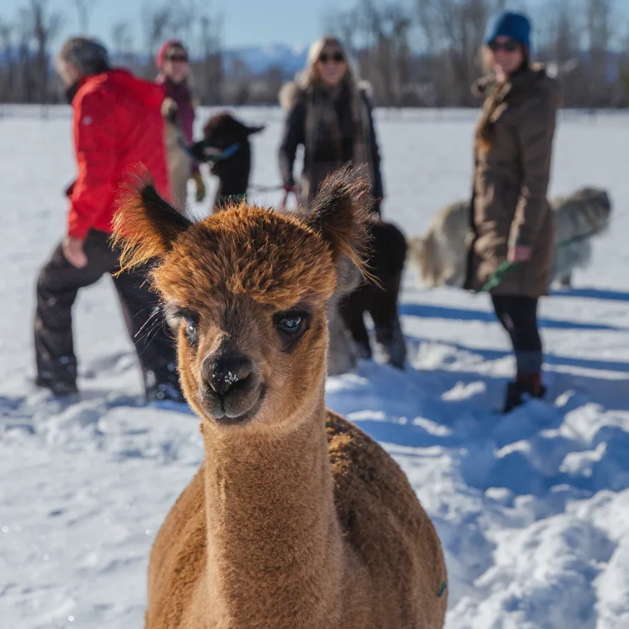 Alpaca & Llama Farm Tour Experience